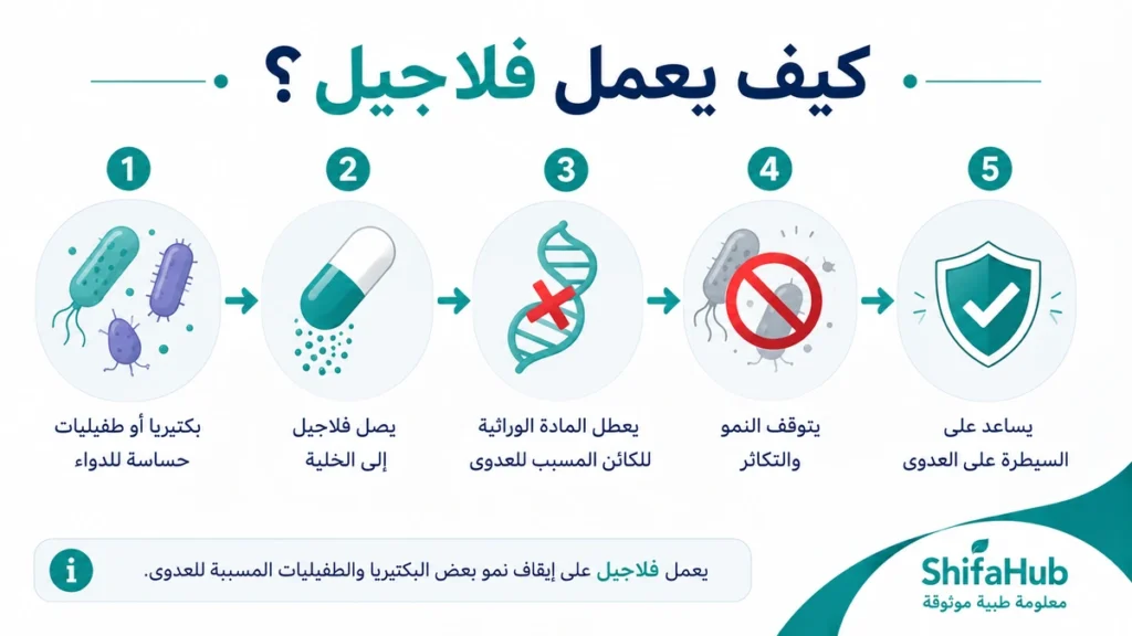 كيف يعمل الفلاجيل