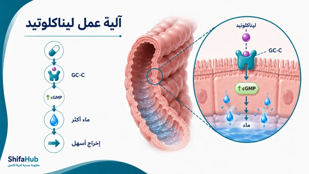 كيف يعمل ليناكلوتيد لعلاج الإمساك المزمن